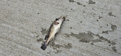 クロソイの釣果