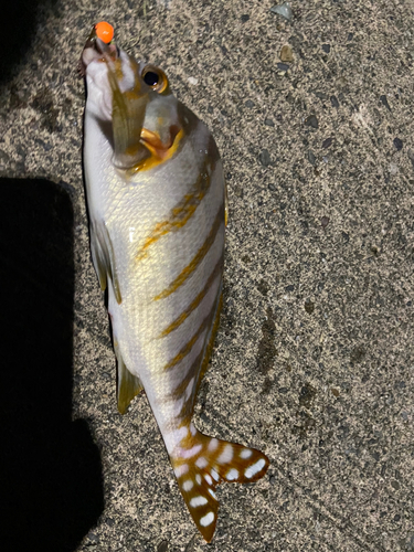 タカノハダイの釣果