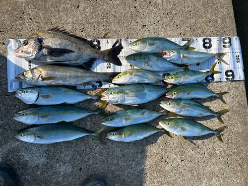 ワカシの釣果