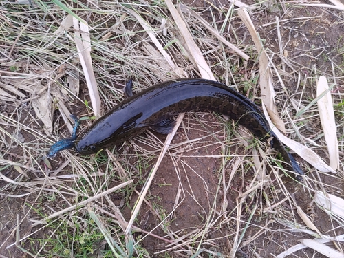 ライギョの釣果