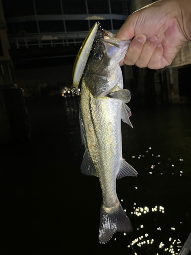 スズキの釣果