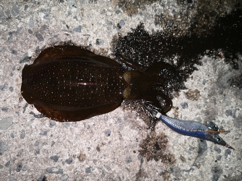 アオリイカの釣果