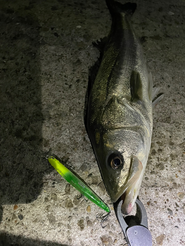 シーバスの釣果