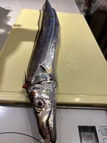 タチウオの釣果