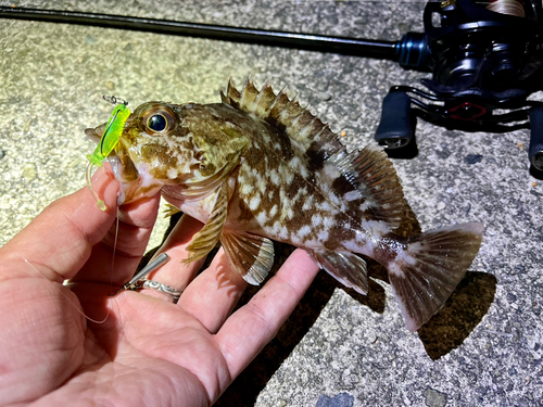 ガシラの釣果