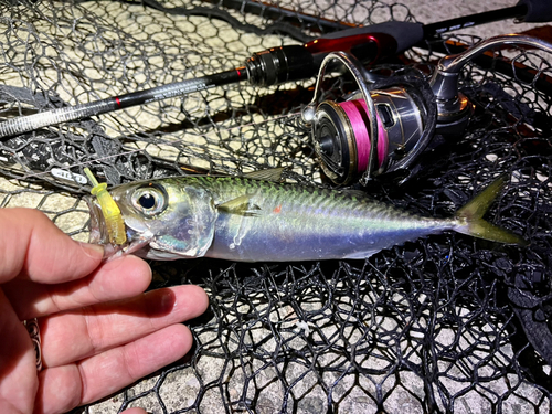 サバの釣果