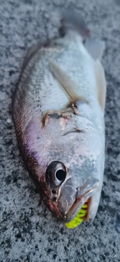 イシモチの釣果