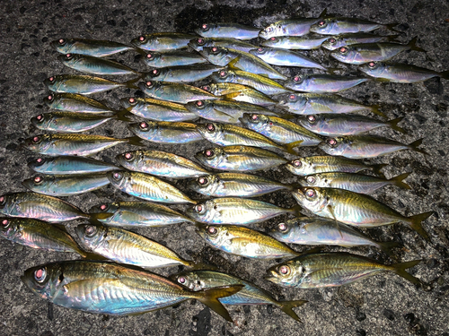 アジの釣果