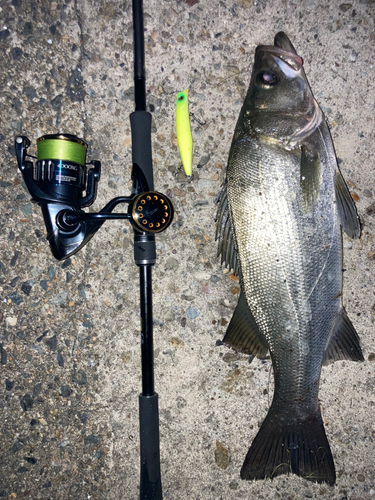 ヒラスズキの釣果