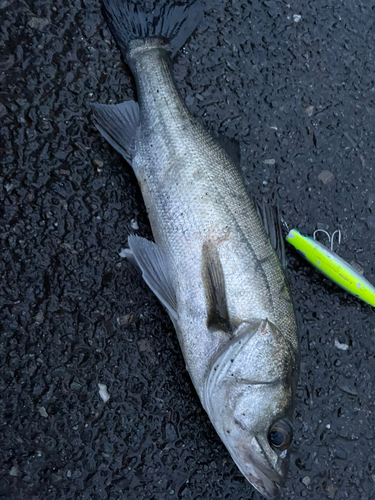 シーバスの釣果