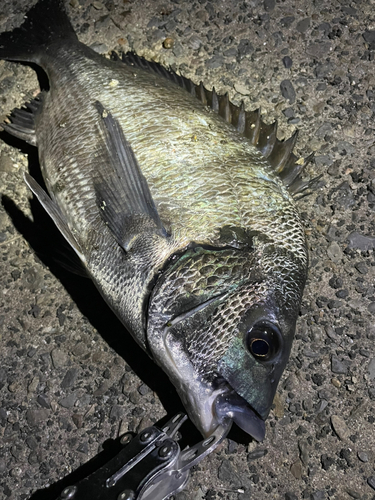 クロダイの釣果