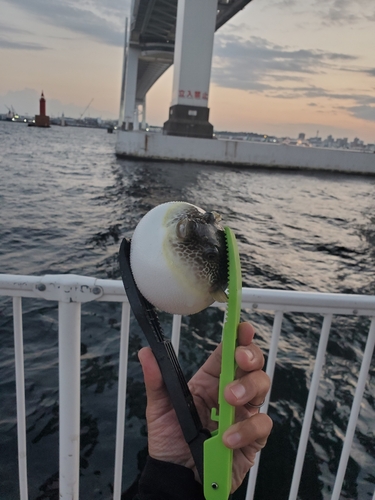 フグの釣果