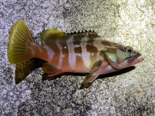 アカハタの釣果