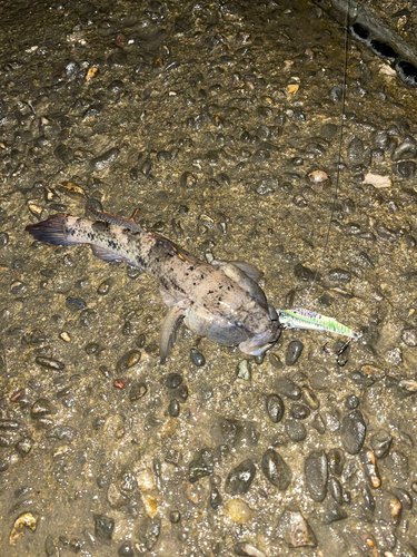 マハゼの釣果