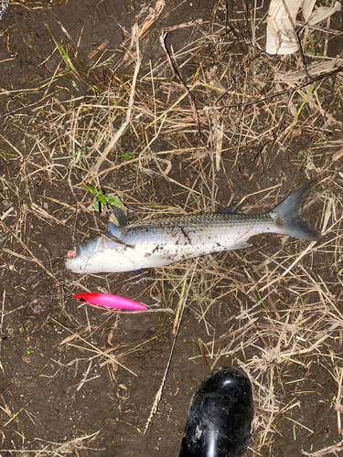 ボラの釣果