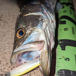 シャンクスの釣果