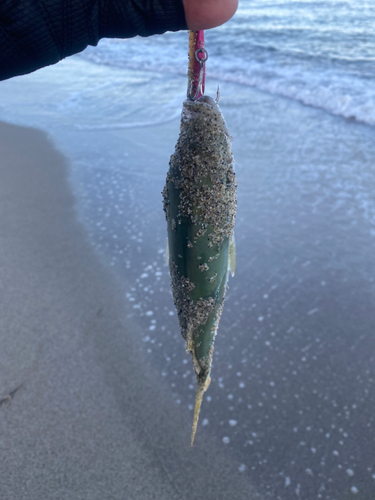 イナダの釣果