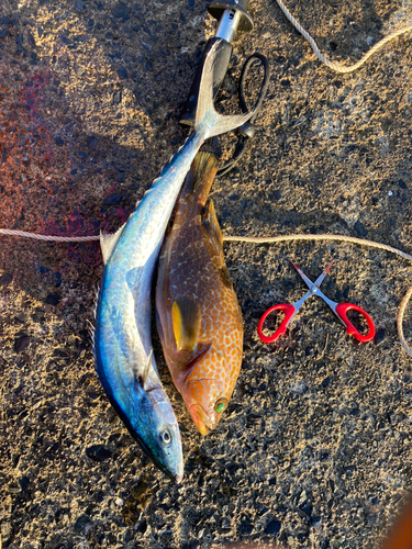 サゴシの釣果