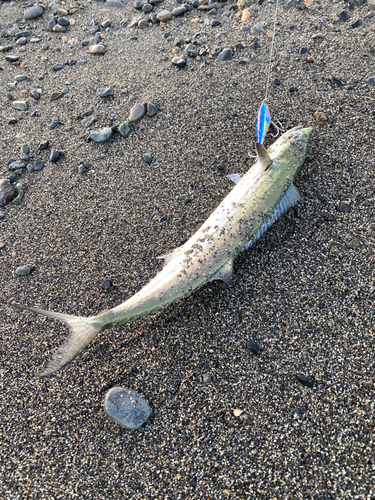 サゴシの釣果