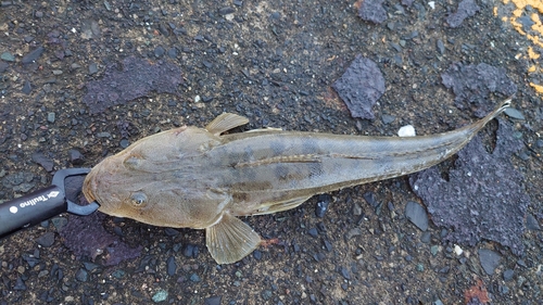 マゴチの釣果