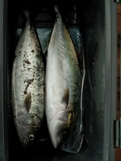 ワカシの釣果