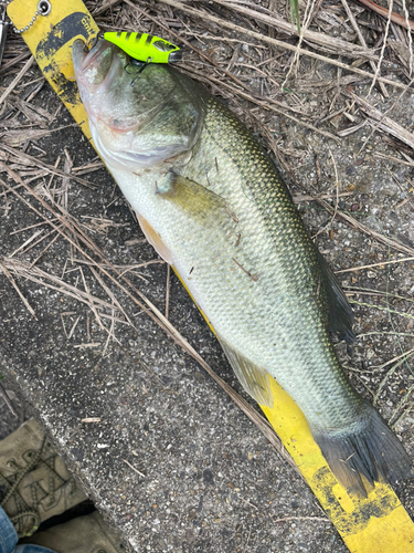 ブラックバスの釣果