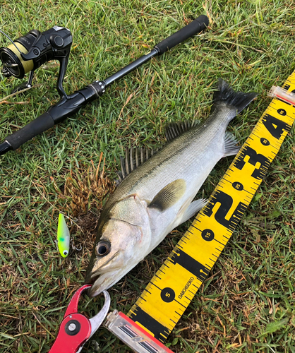 シーバスの釣果