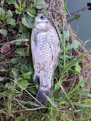 フナの釣果