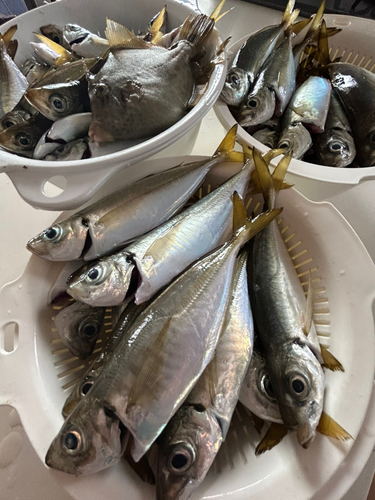 アジの釣果