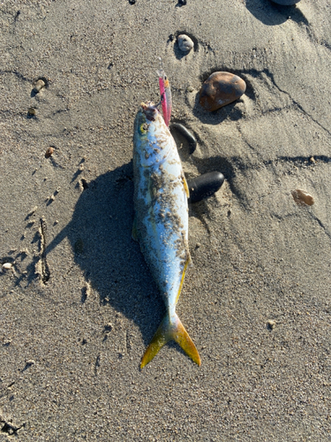 イナダの釣果