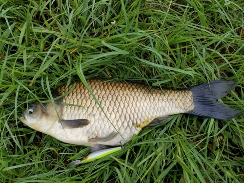 ヘラブナの釣果