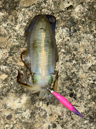 アオリイカの釣果