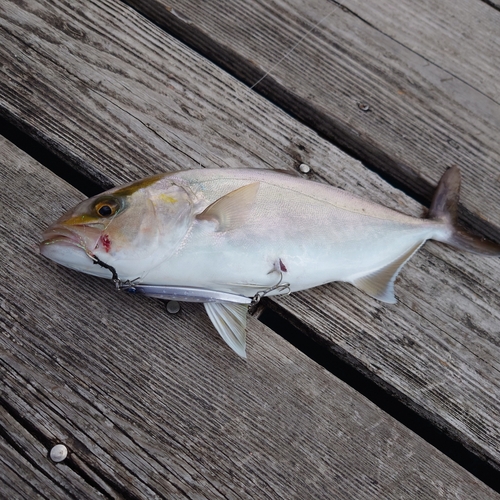 シオの釣果