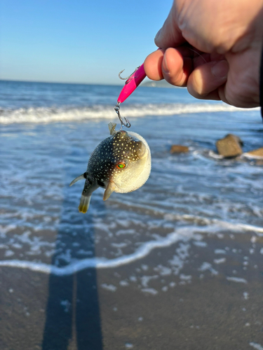 クサフグの釣果