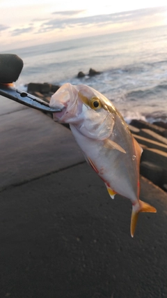 ショゴの釣果