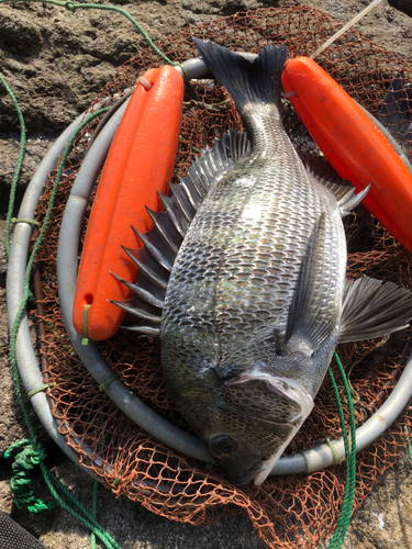 チヌの釣果