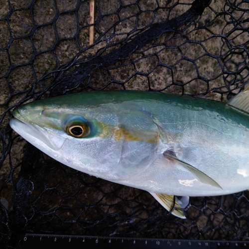 ツバイソの釣果