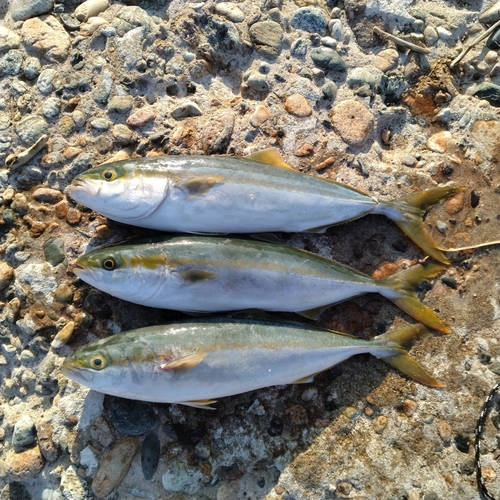 ツバイソの釣果