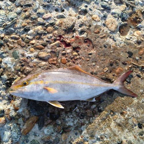 ショゴの釣果