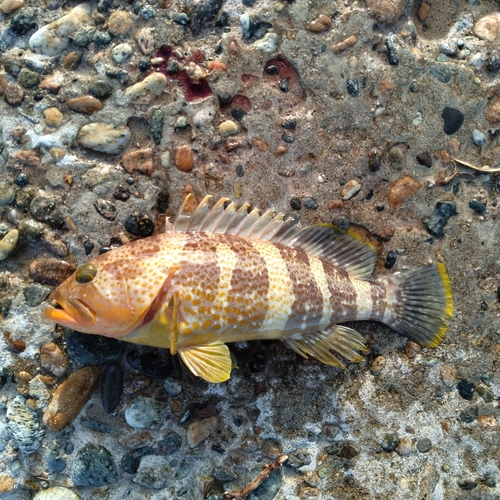 アオハタの釣果