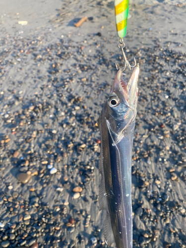 タチウオの釣果