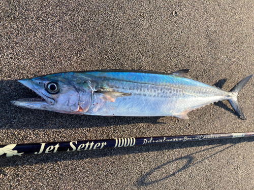 サゴシの釣果