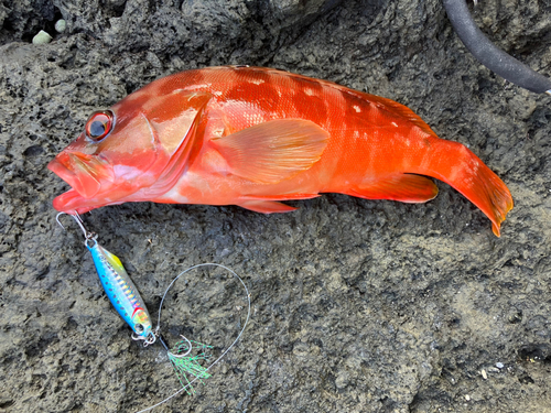 アカハタの釣果