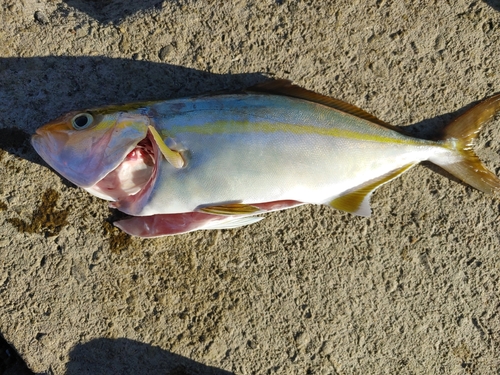 ショゴの釣果