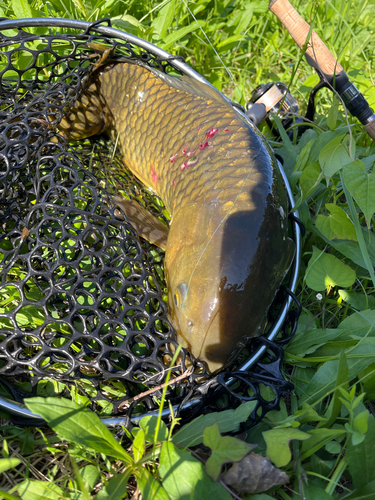 コイの釣果