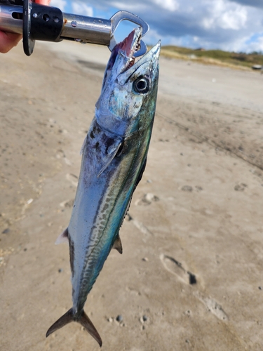 サゴシの釣果