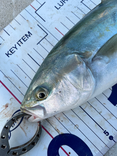 ワカシの釣果