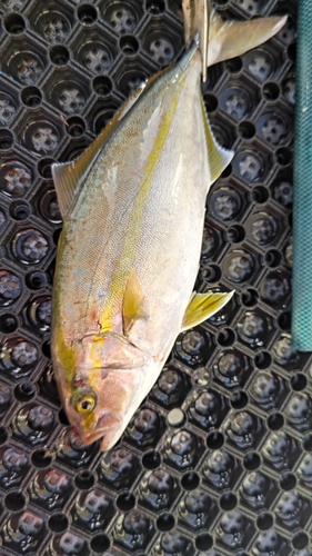 カンパチの釣果