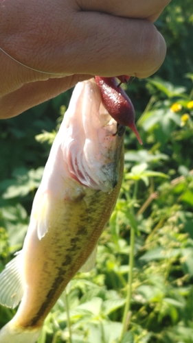 ラージマウスバスの釣果