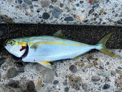 ワカシの釣果